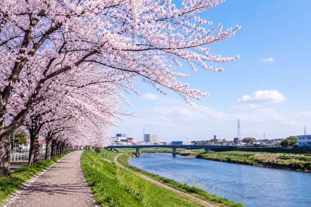 鴨居で春を感じる、鶴見川の桜散歩コース