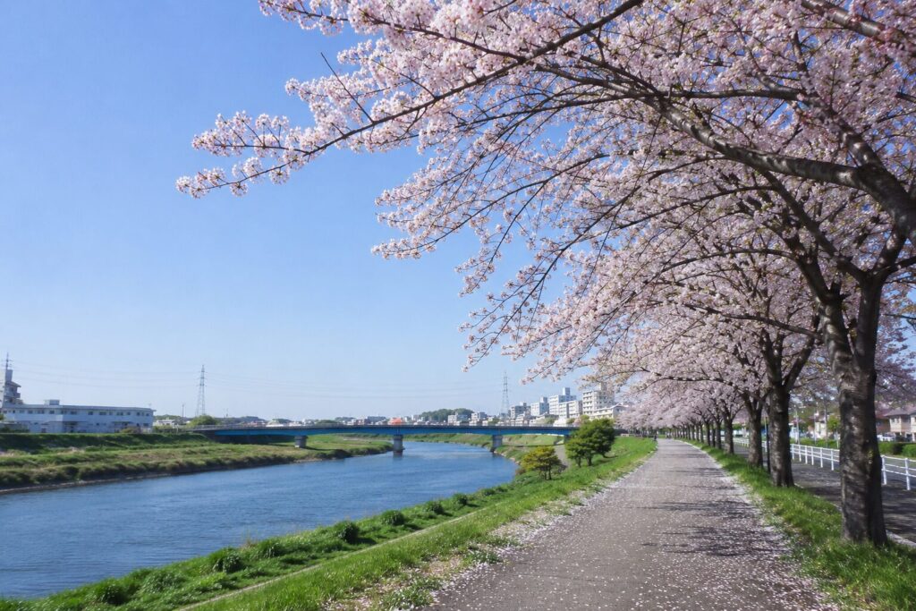 鴨居で春を感じる、鶴見川の桜散歩コース